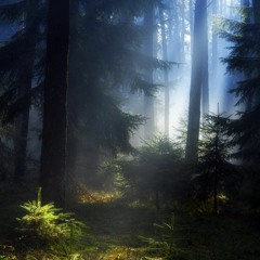 Misty Forest