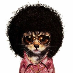 Funky CAT----Final Episode