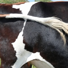 Bluebell