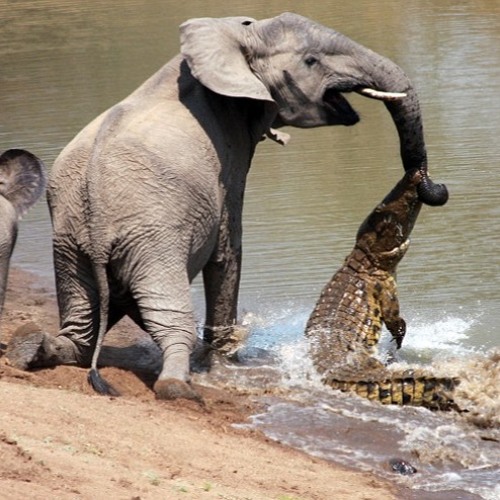 elephant trunk robotic arm