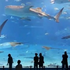 life as a fish