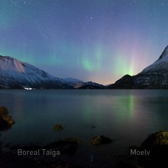 Boreal Taiga - Moelv