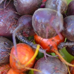 These Beets Were Made For Stalking