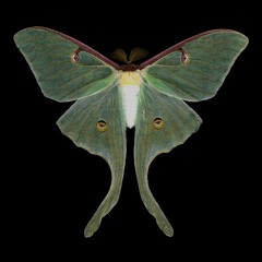 Luna moth (demo)
