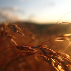 Moving Target, Romantic Humor - Dublin Philharmonic Orchestra