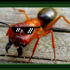 Ameisenvolk
