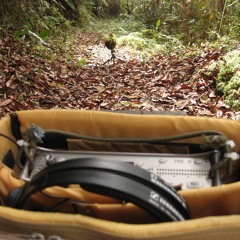 Mountain Forest Soundscape towards Noon - - - Insects and Birds