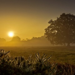 In The Dawning Day Your Blissful Smile