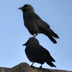 LUCKY PUNCHES - Last Name Crutches