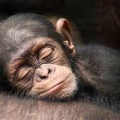 i'm your monkey