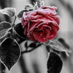 FabriZ - Rose