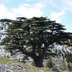 الفخر في بلادنا ~توزيع جديد~
