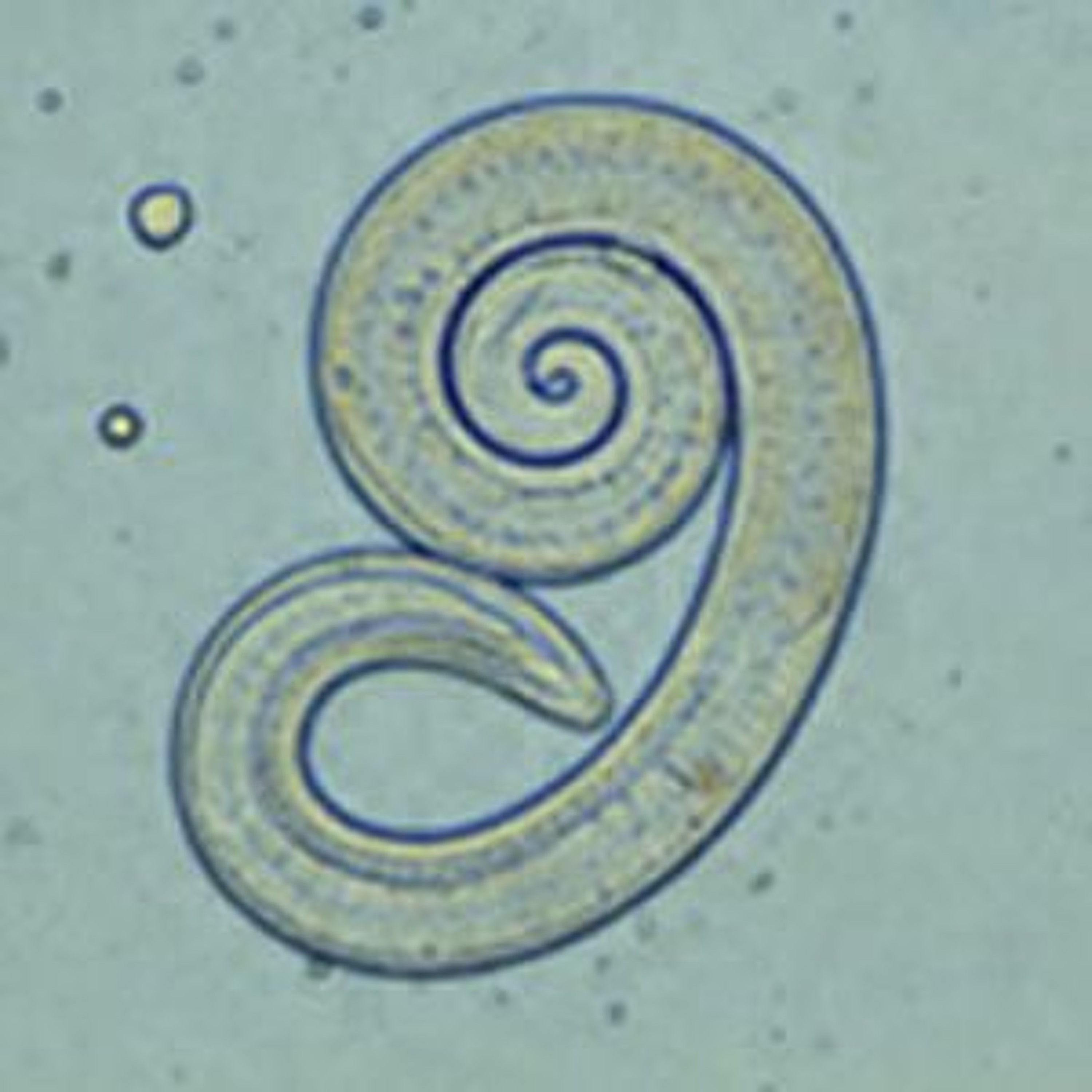 Historias Cienciacionales: el podcast