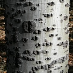 Armenian Treeloops B (work in progress)