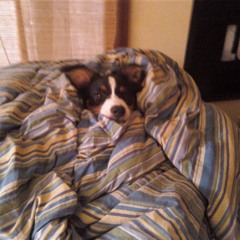 The Bennett Show Interview: Bella, my dog