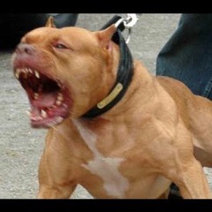 CMONEYBAGGS - NO BITE (PROD BASSGODD)