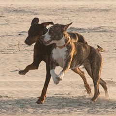 Hundelob auf Niederländisch
