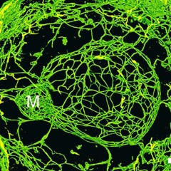 Cytoplasmic Stream Machine