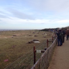 Seal Sounds at Donna Nook