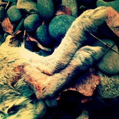 little sleep's-head sprouting hair in the moonlight [written by galway kinnell]