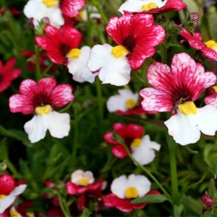 Sez Tucker- Don't Let Go