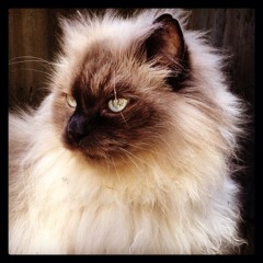 My Cat is Really Annoying