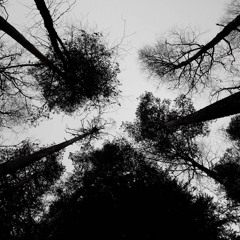 Woodpecker - 7/12/2015 - In Windy Forest