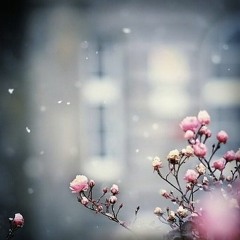 Test Sakura 2015 - 12 - 10 08 - 39 - 30