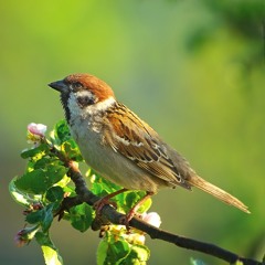 Countryside Birds - Ambisonics sound effects library