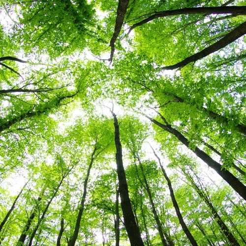 Forest Atmosphere - Ambisonics sound effects library