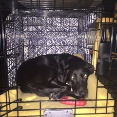 Despite All My Rage I am Still Just a Dog in a Cage