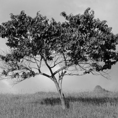 09 - A Natureza [Interlúdio]