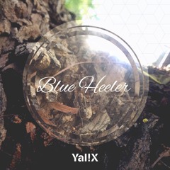 Yal!X - Blue Heeler