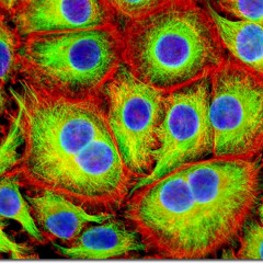 Microcosmic Shuffle