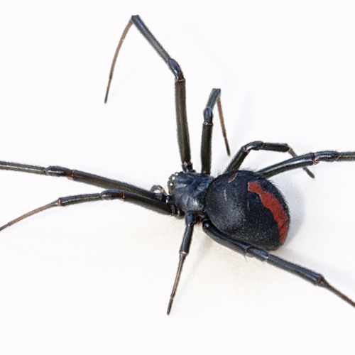 iggy azalea black widow soundcloud iggy azalea black widow soundcloud