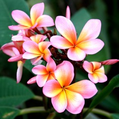 Eastcut - Frangipani