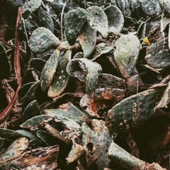 Olderic - Alma (Compost)