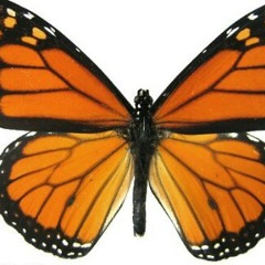 Best in You ft A1krashn