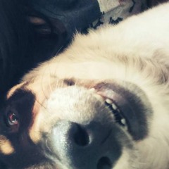 iris- goo goo dolls cover