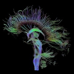 HEART NEURONS