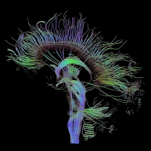 HEART NEURONS