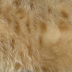 Stewart's Coat-Rikkie Lee Jones Cover