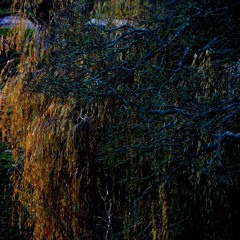 Forth - LIVE - The Great Estate