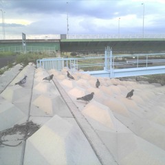 A rock band comes back from their first rave and start jamming with birds