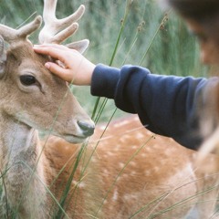 Swept Away - Impala