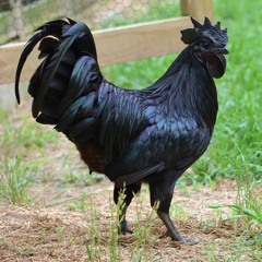 Chicken In Black