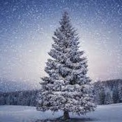 Westbrook Tree Farm!!