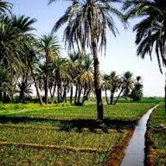 محمد عبده واصالة ** شبيه الريح