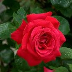 @trinkiboy X @thaspaceshit RXSA ROSITA RXSA *SNIPPET* 1