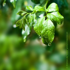 Отменить старение. Как и зачем. Лекция Обри ди Грей_28.02.2009